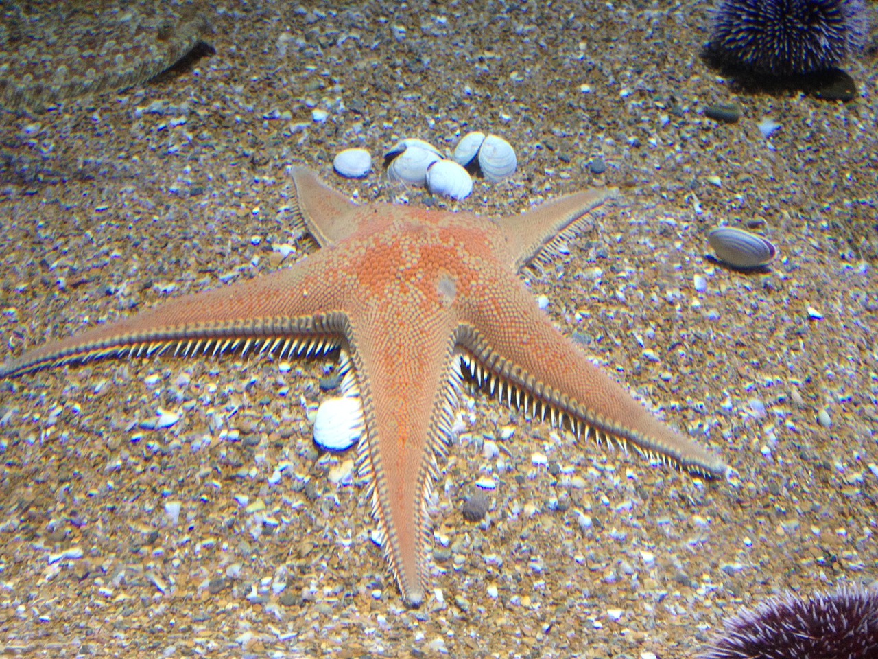 starfish sand aquarium free photo