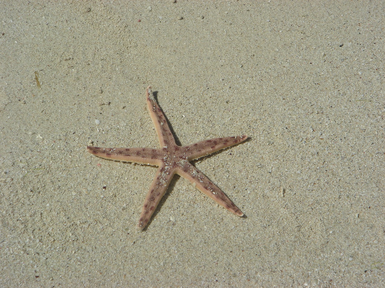 starfish beach sand free photo