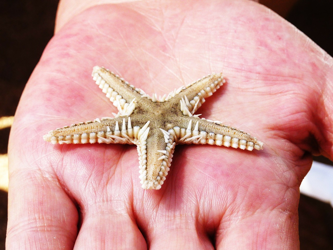 starfish red sea sand beach free photo