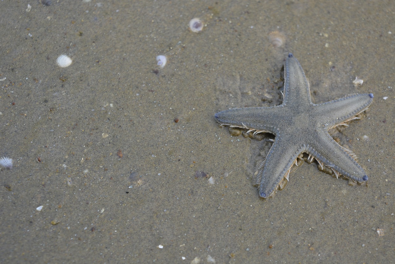 starfish beach nature free photo