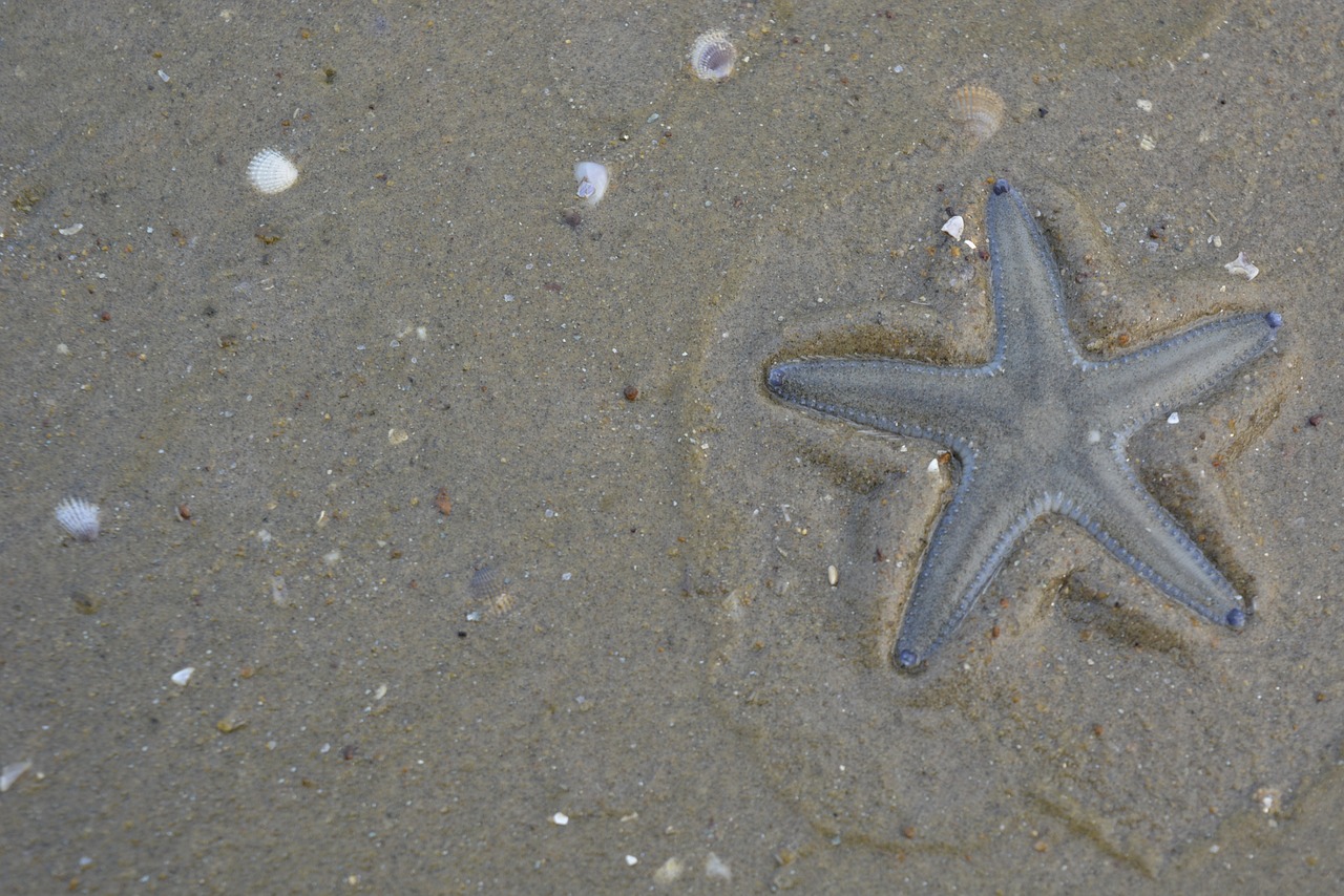 starfish beach nature free photo
