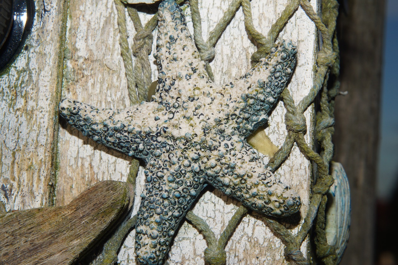 starfish fishing net dried free photo