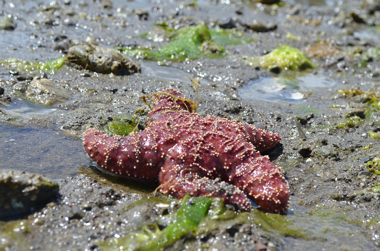 starfish red beach free photo