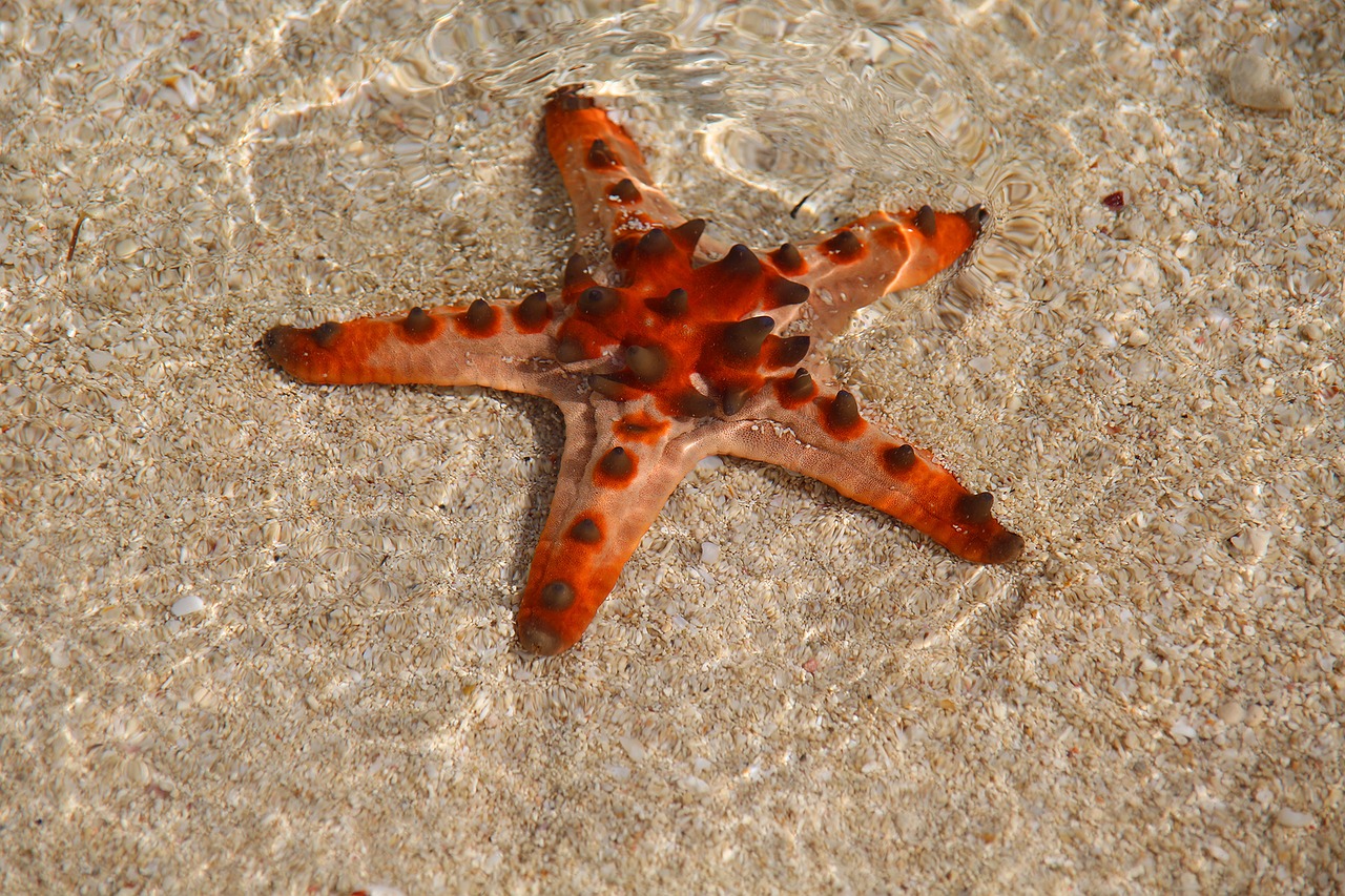 starfish water sea free photo