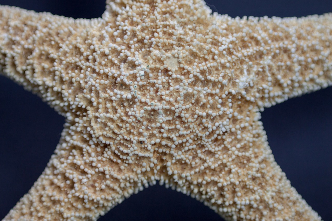 starfish marine life macro free photo