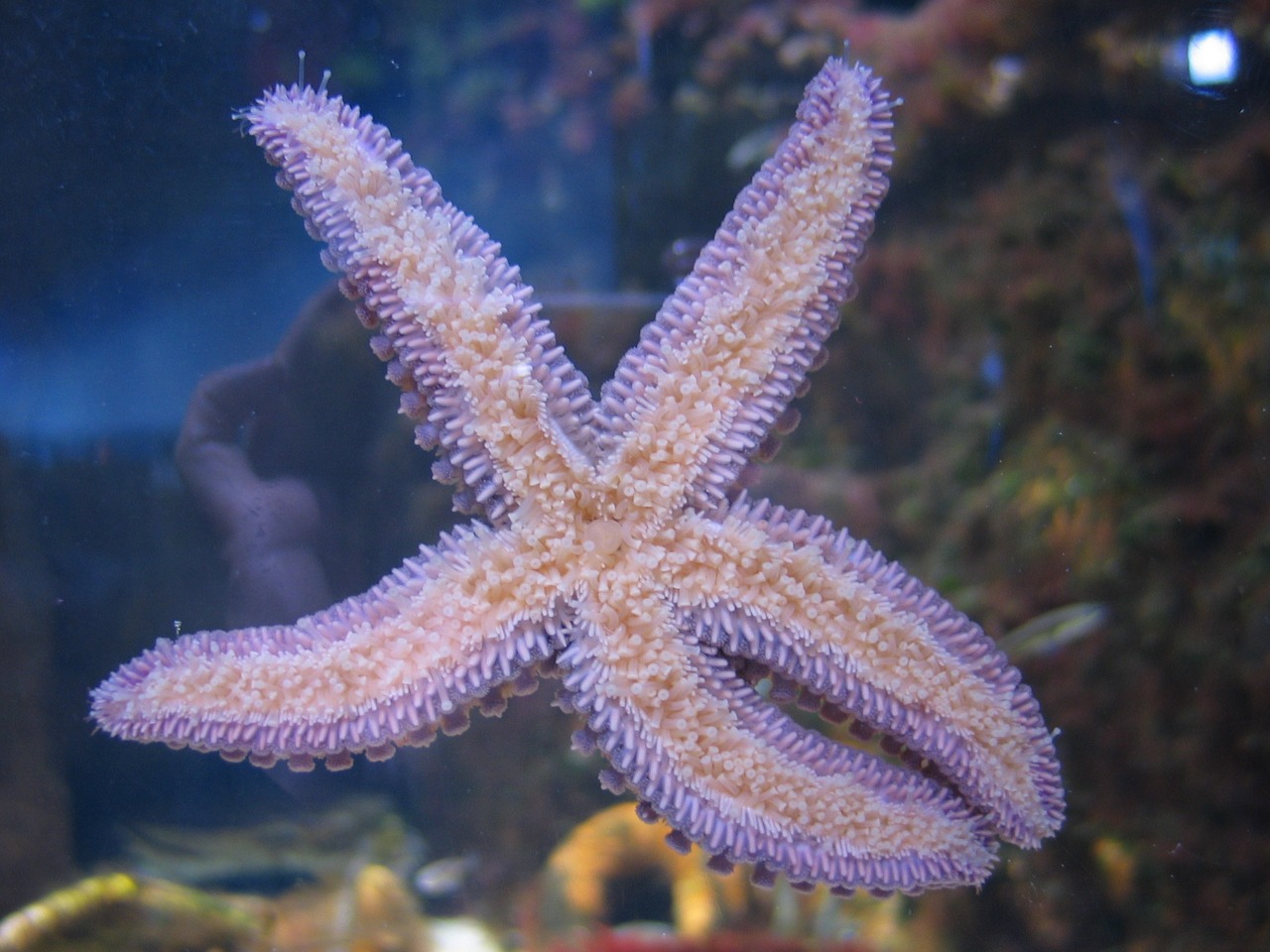 starfish aquarium sea water free photo
