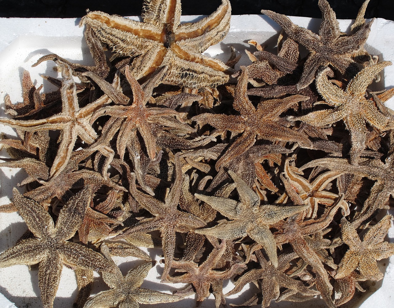 starfish seafood freshly caught free photo
