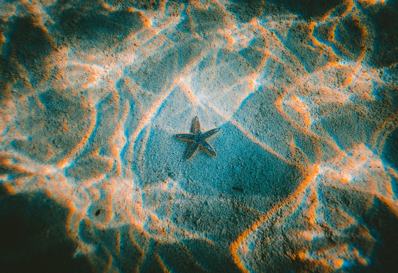 starfish underwater ocean free photo