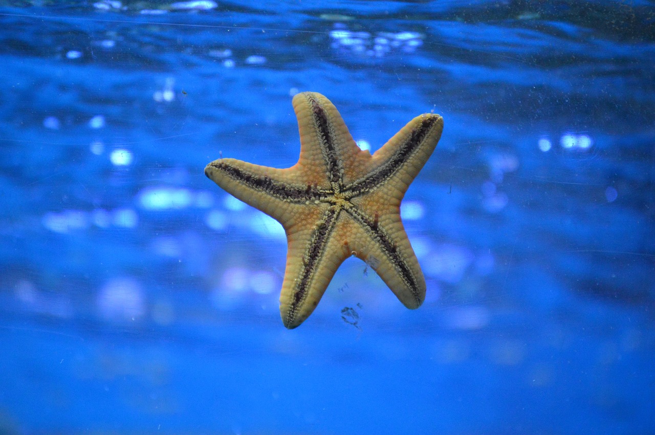 starfish underwater ocean free photo