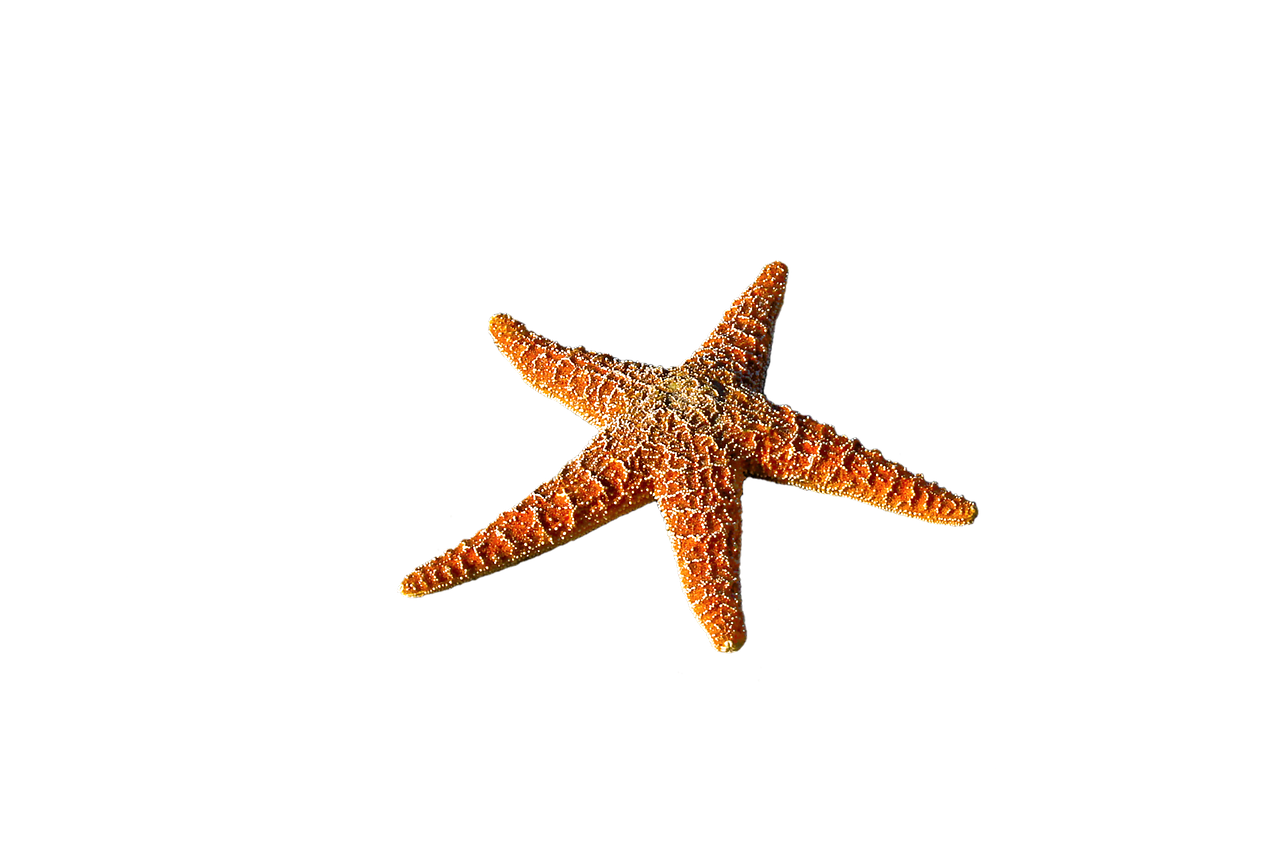 starfish spur sea free photo