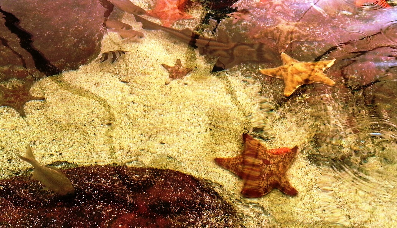 starfish ocean sea free photo