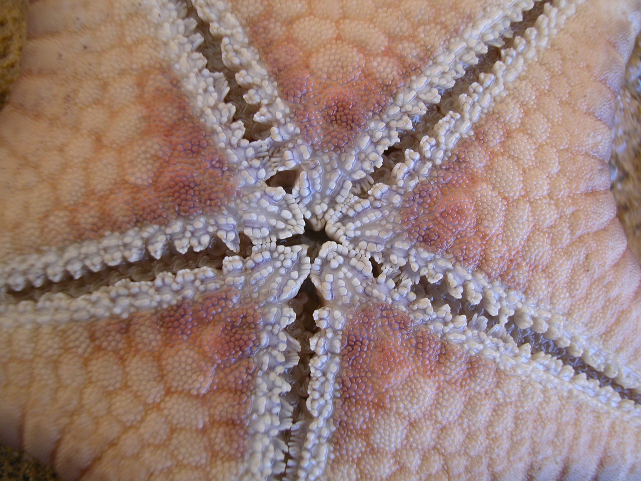 starfish close macro free photo