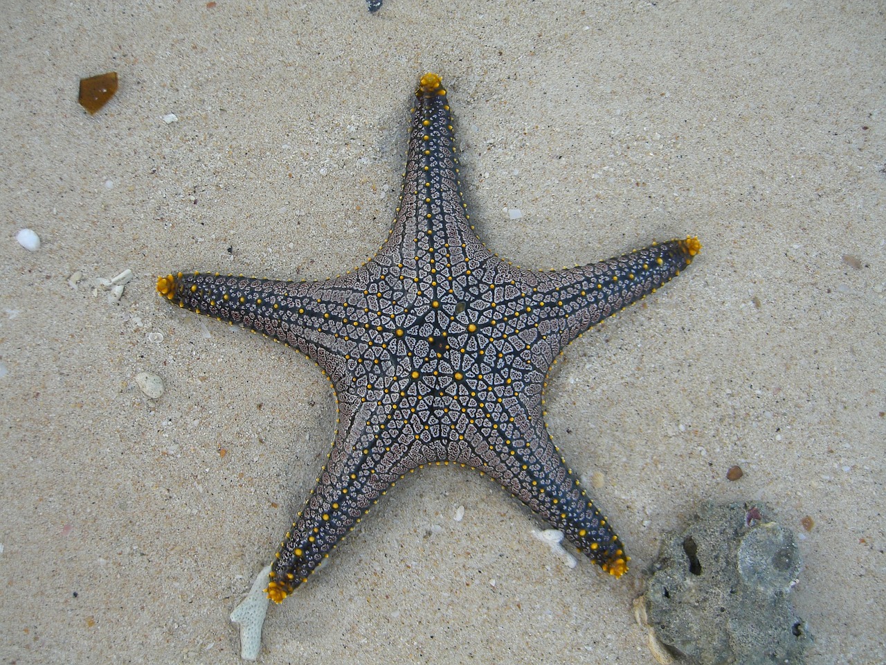 starfish marine life public record free photo
