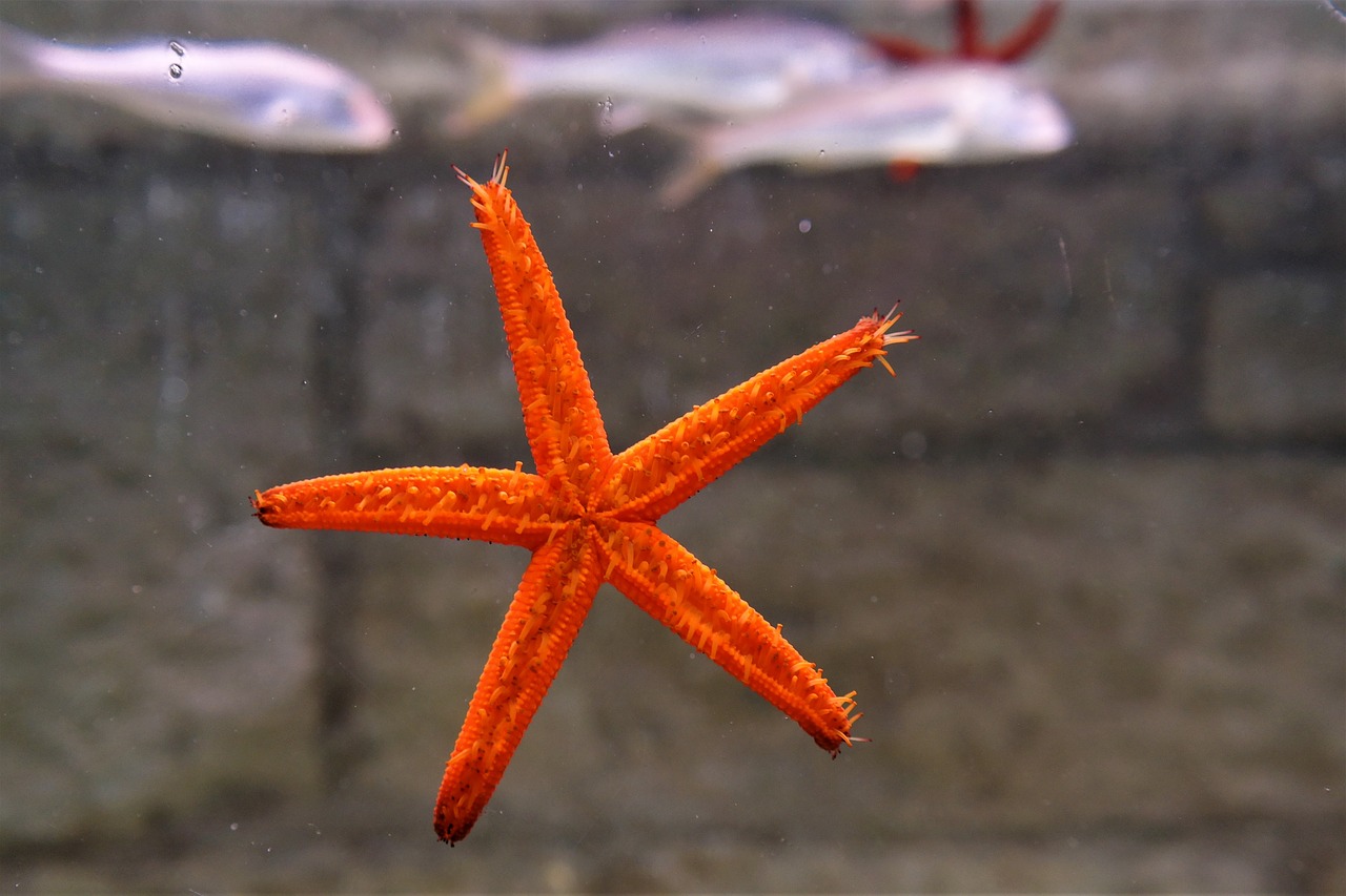 starfish under water creatures red free photo