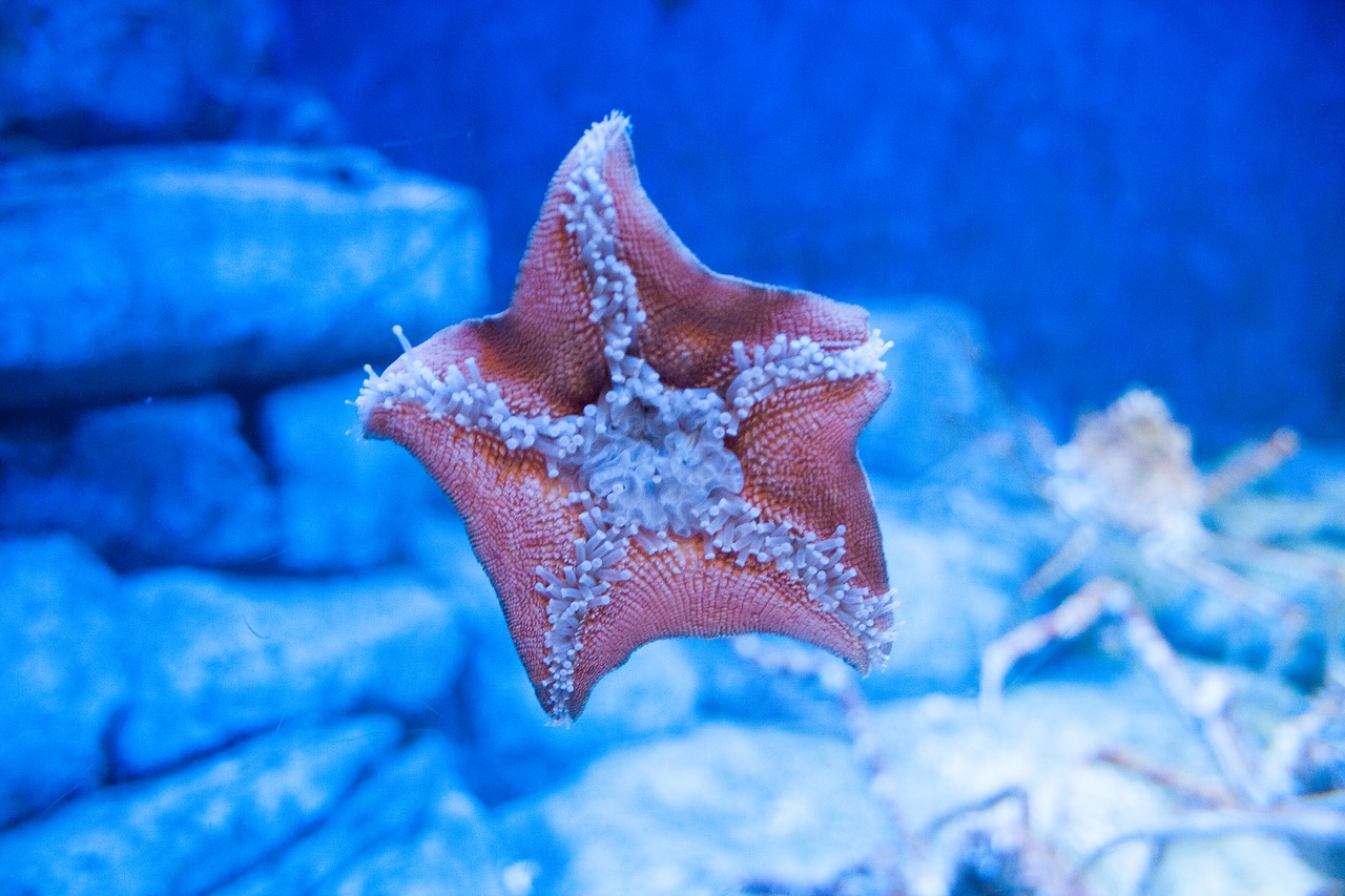 starfish aquarium underwater free photo