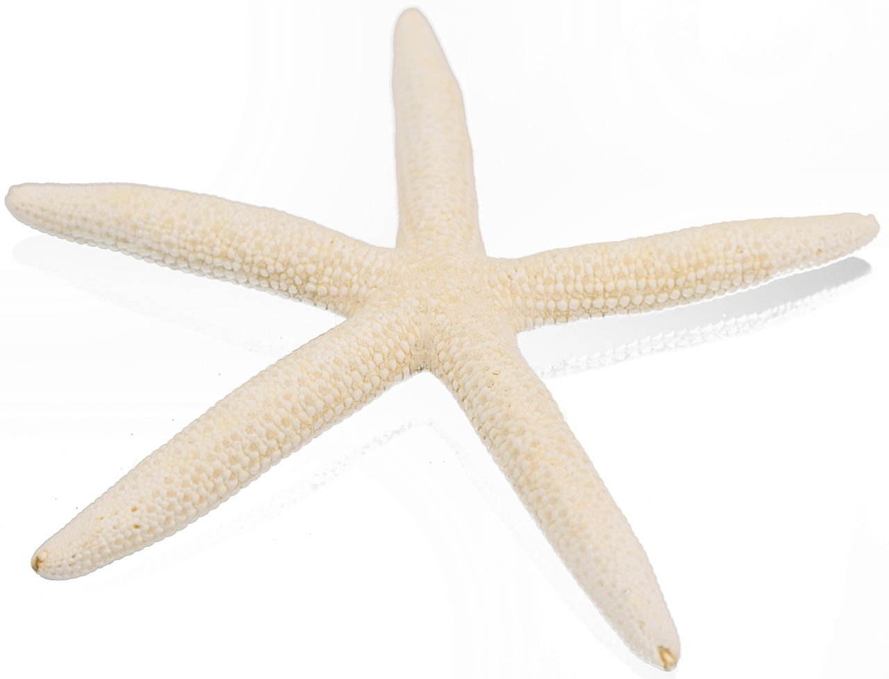 starfish white dorthy roi free photo