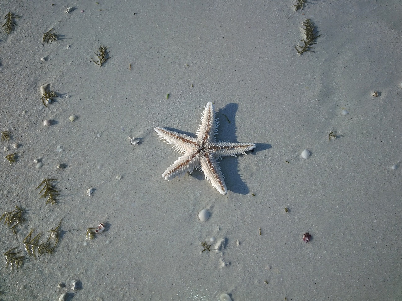 starfish beach nature free photo