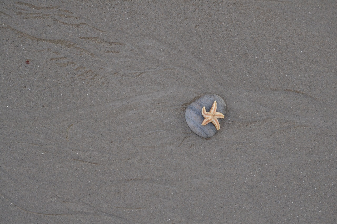 starfish beach stone free photo