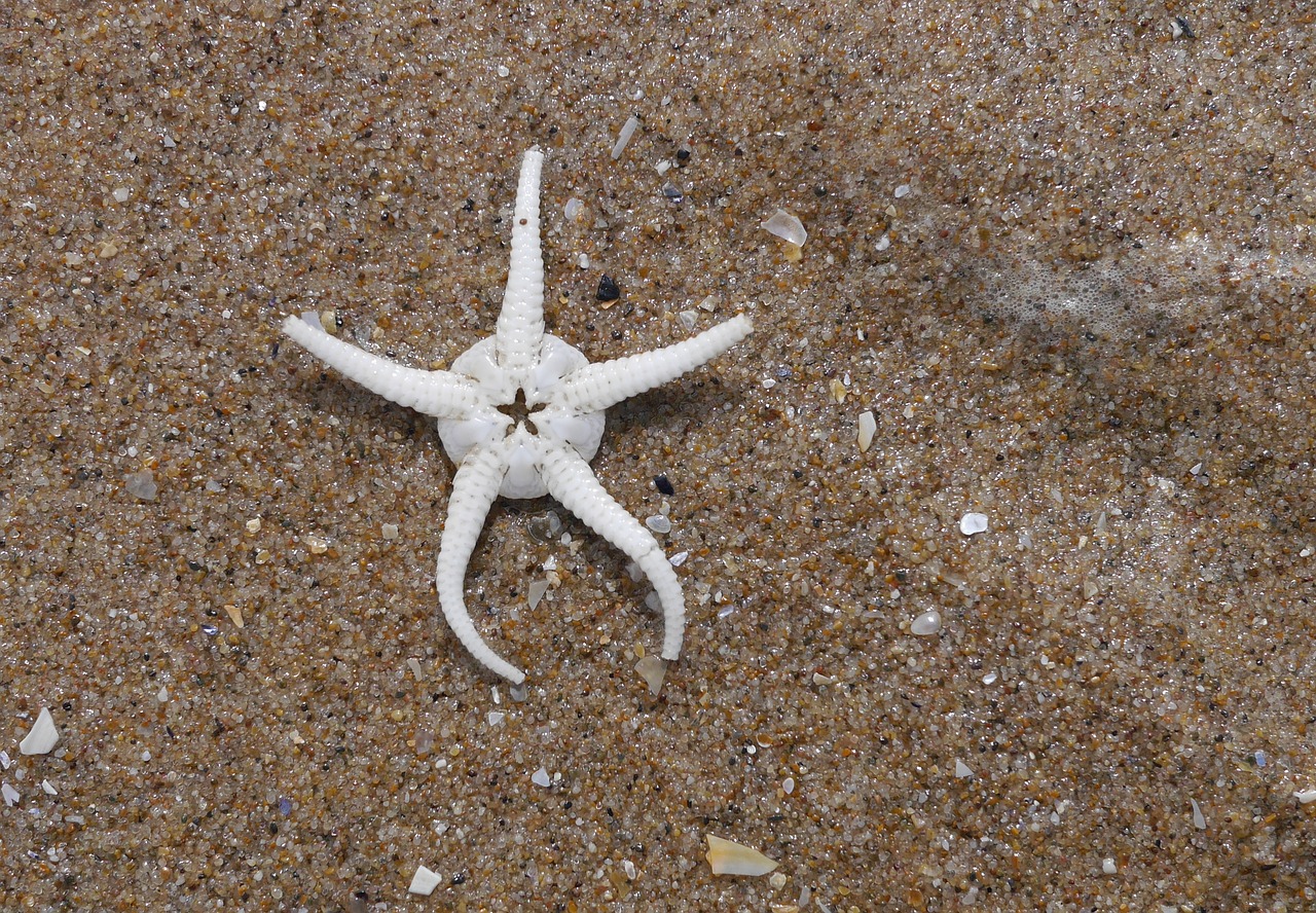 starfish seashore sand free photo