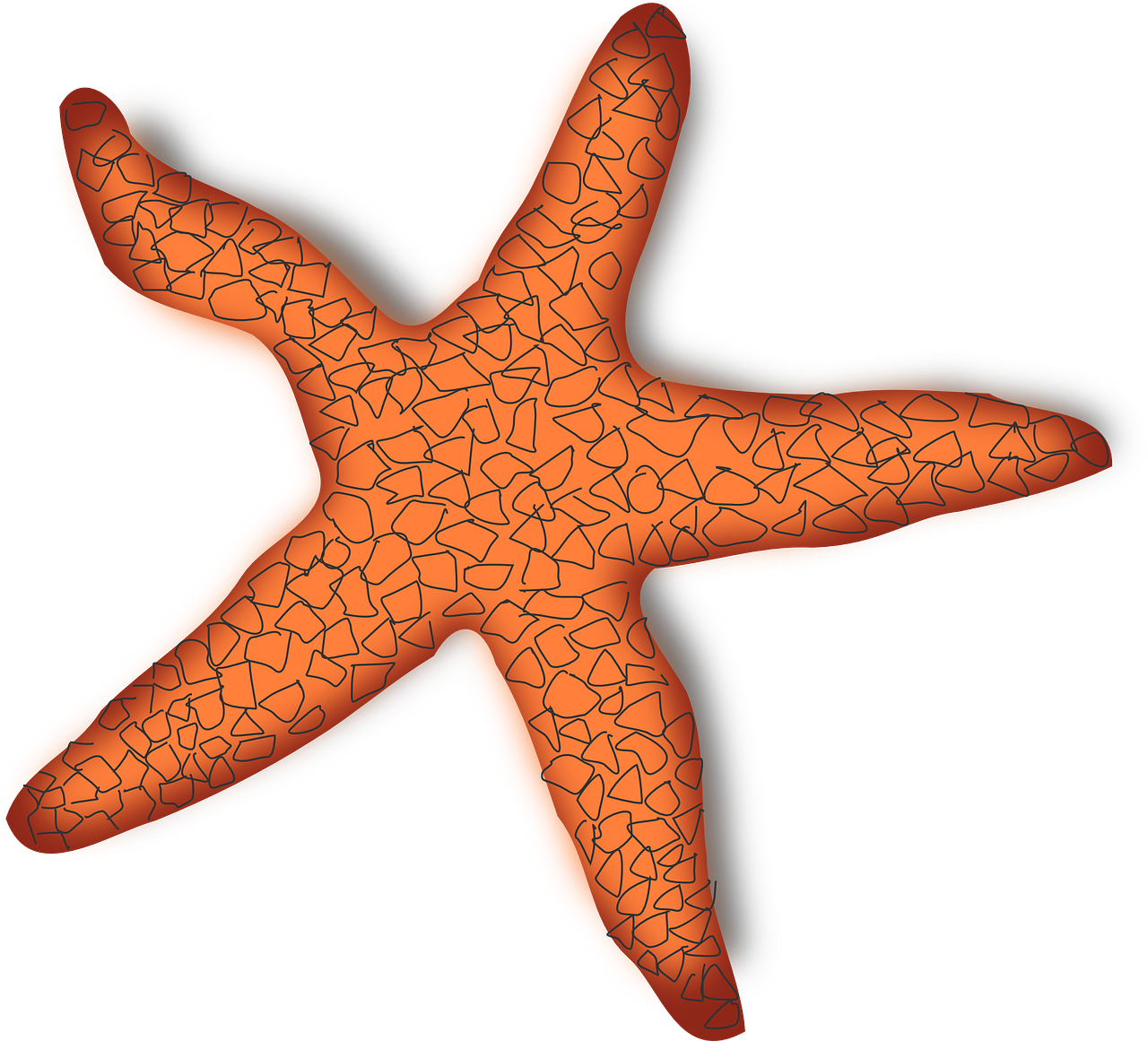 starfish marine creature free photo