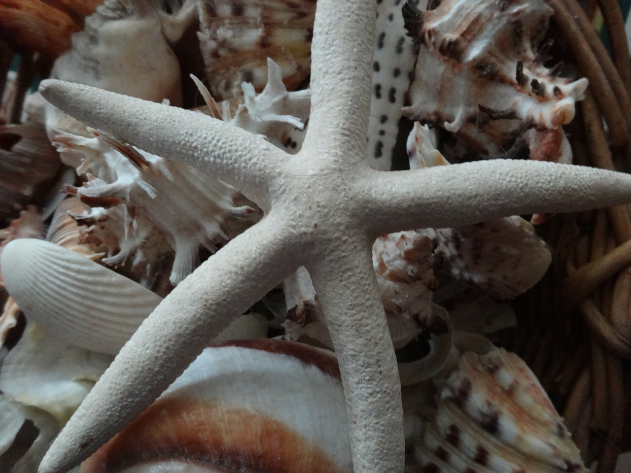 starfish star shell seashells free photo