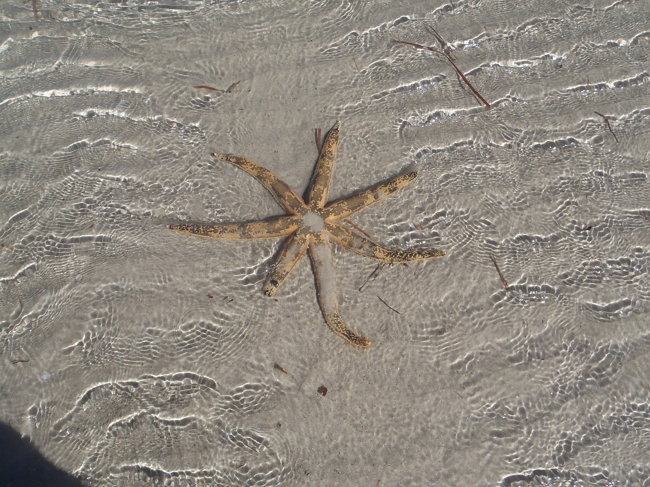 starfish sea ebb free photo