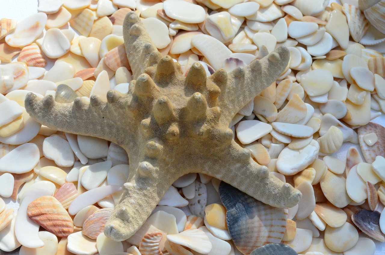 starfish mussels mother of pearl free photo