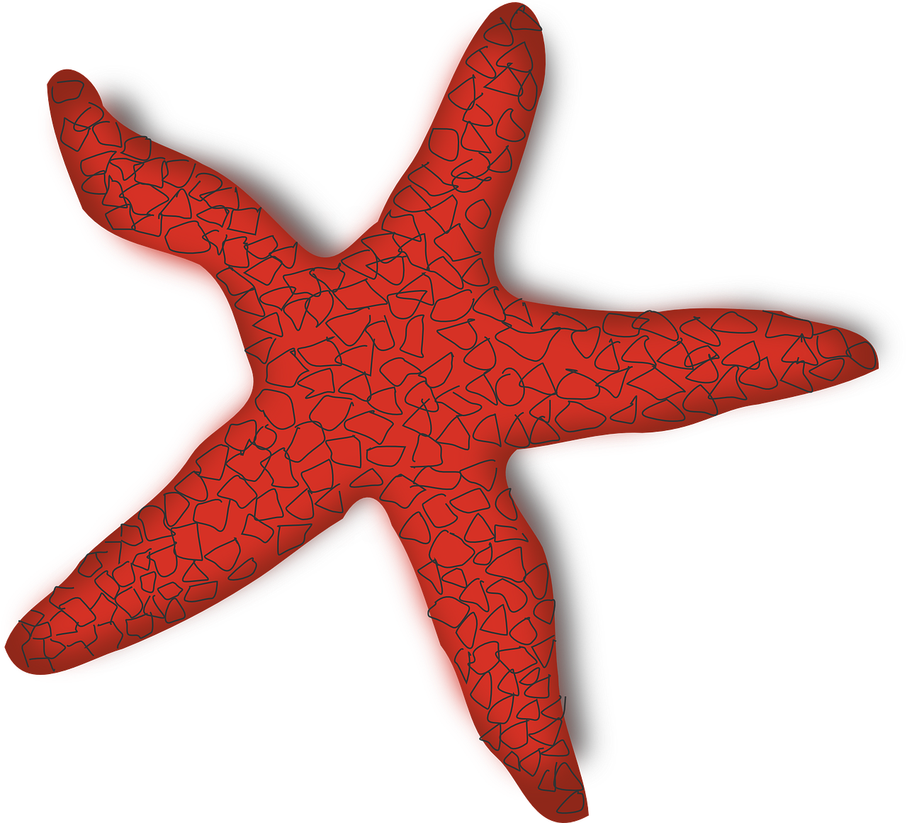 starfish fish sea free photo