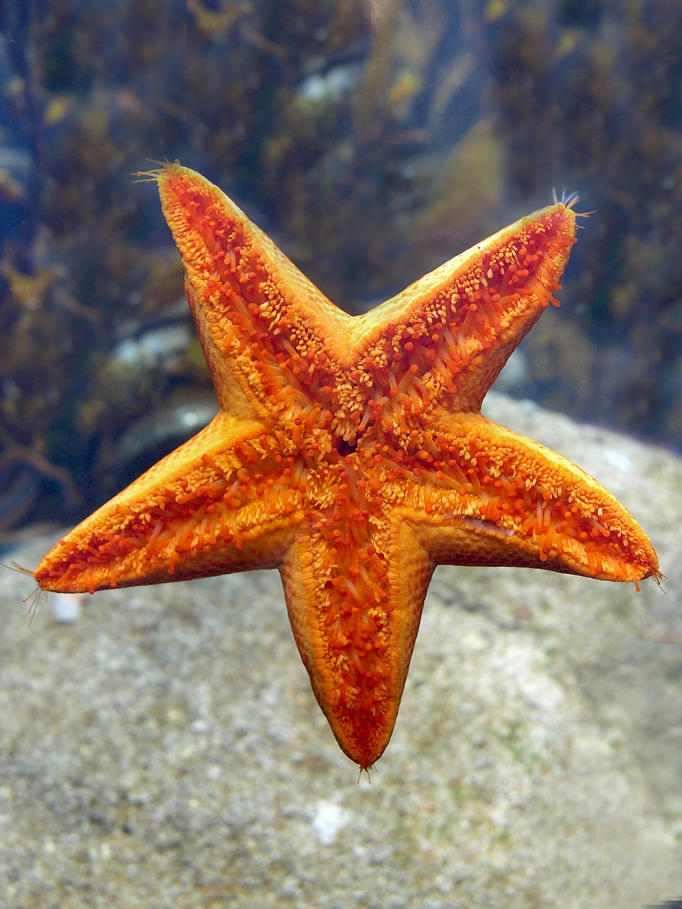 starfish  echinoderm  nature free photo