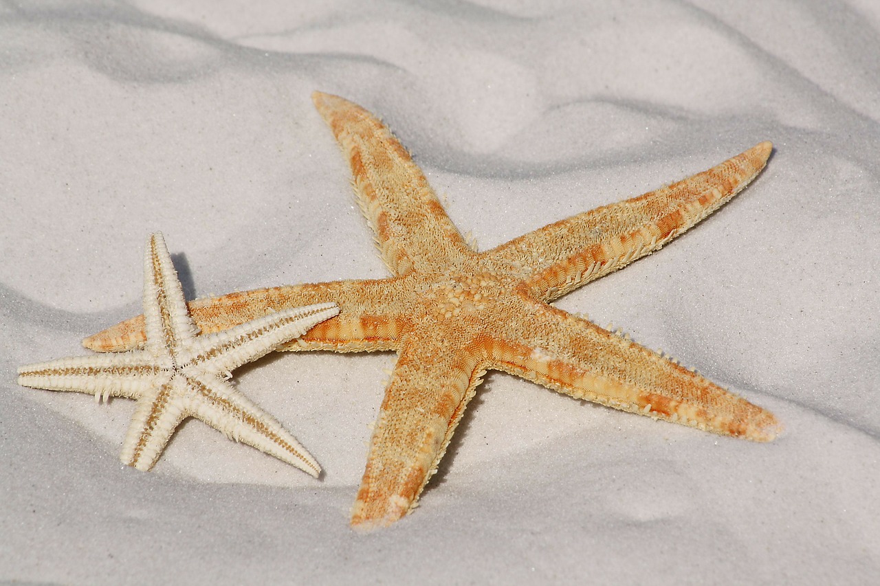 starfish sand beach free photo