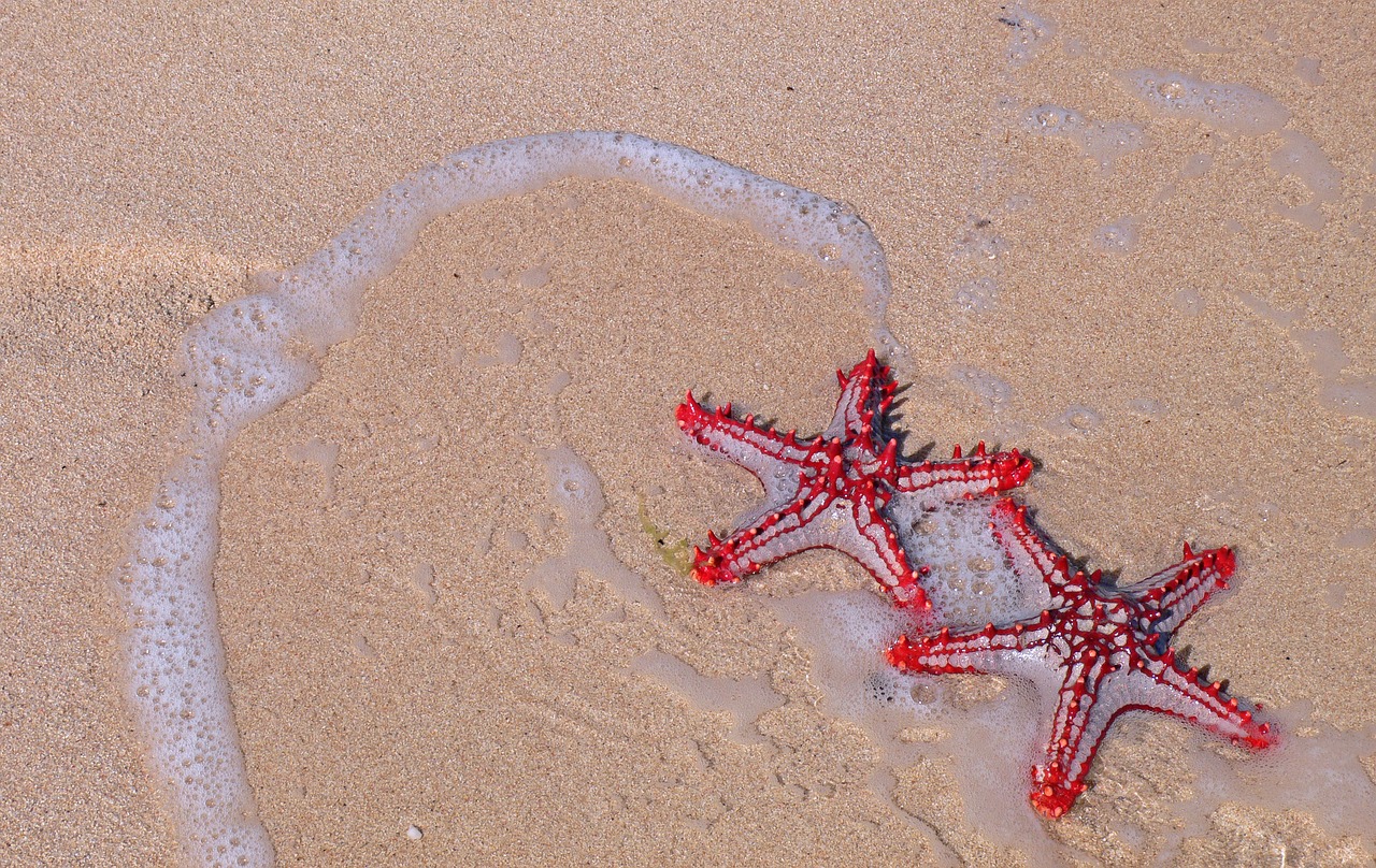 starfish  beach  sea free photo