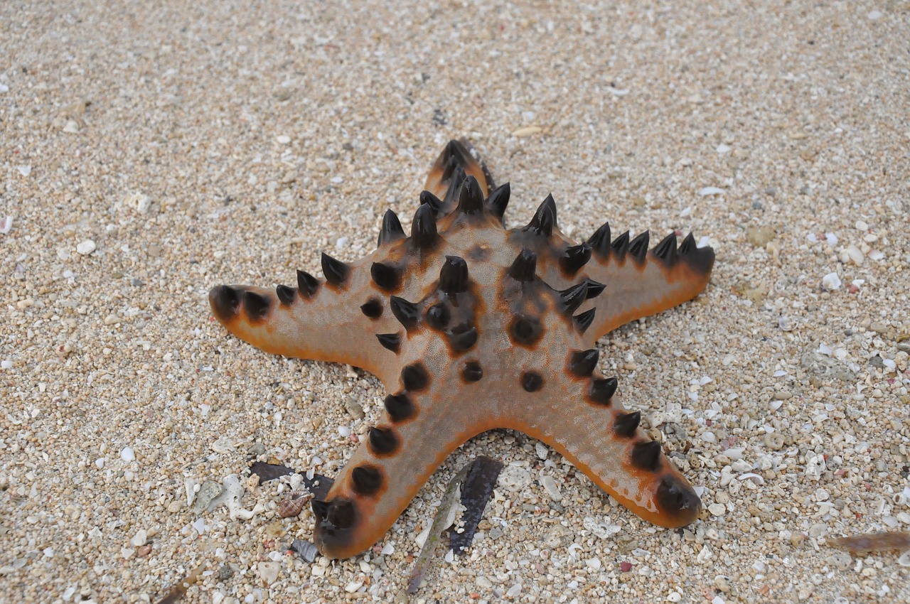 starfish  sea  beach free photo