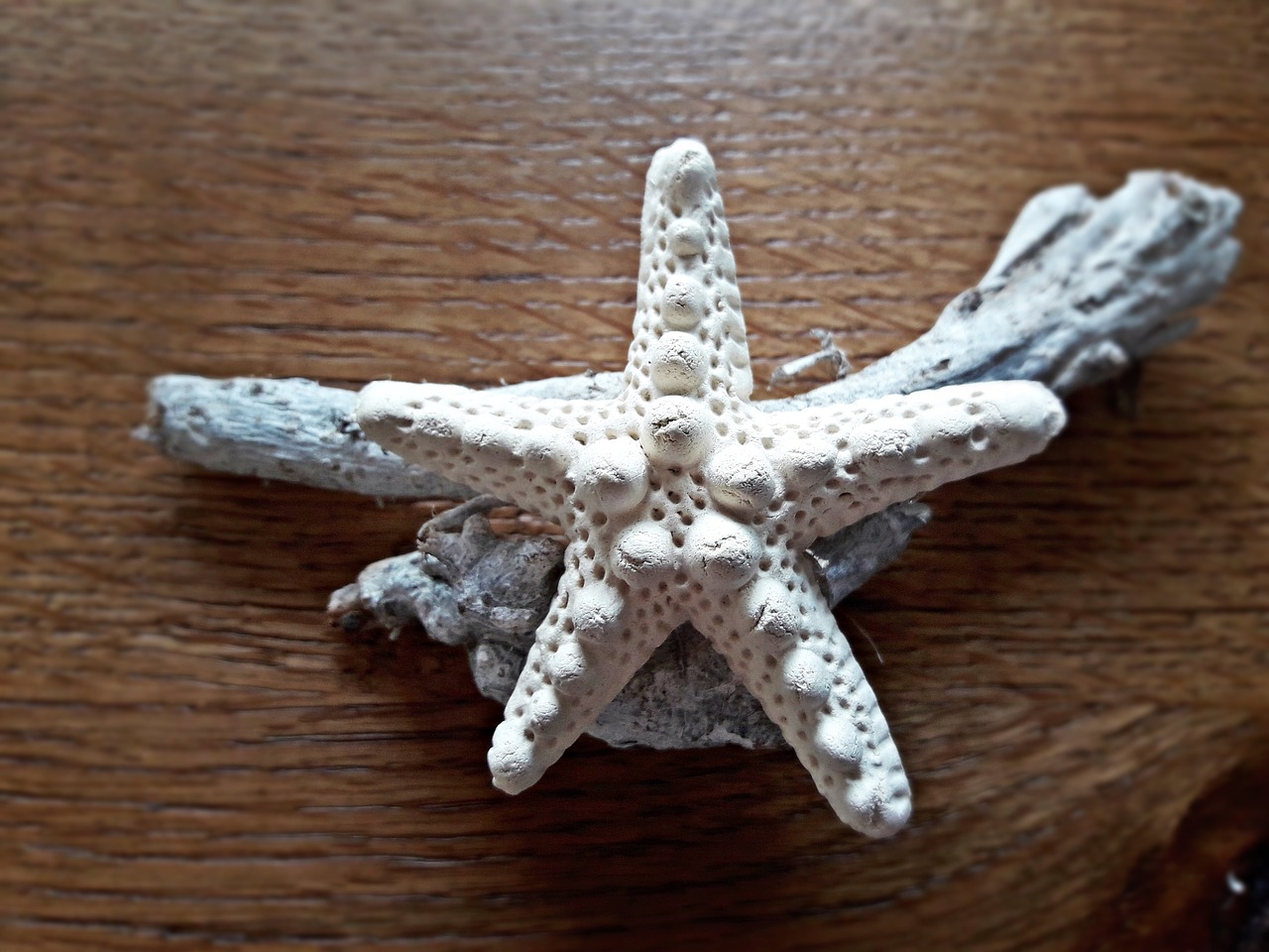 starfish  sea  nature free photo