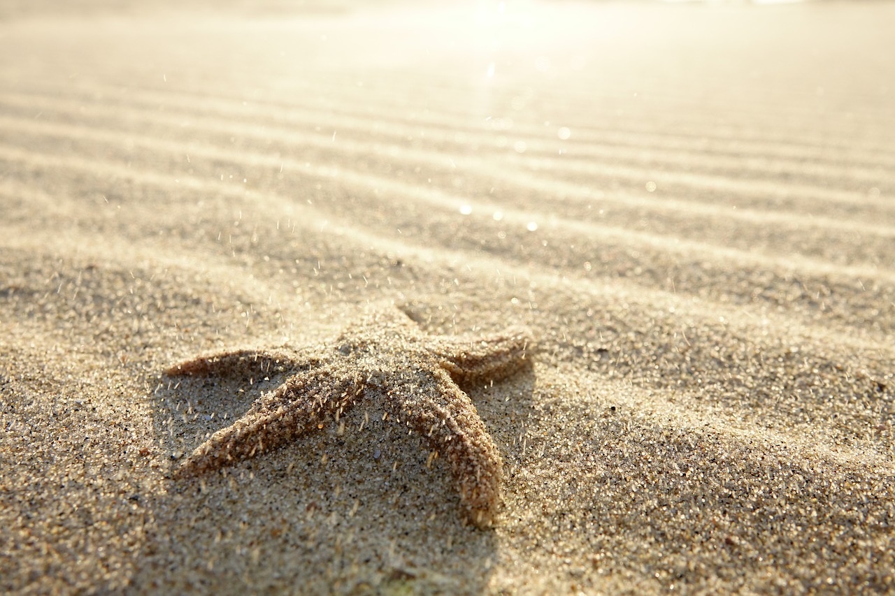 starfish  beach  summer free photo