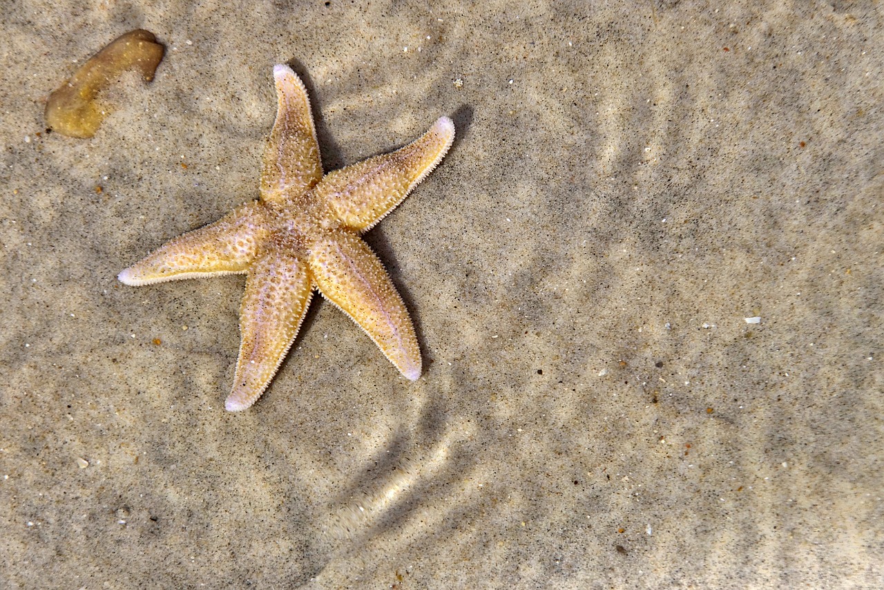 starfish  maritime  deco free photo