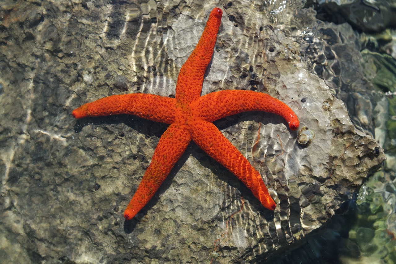 starfish  holiday  sea free photo