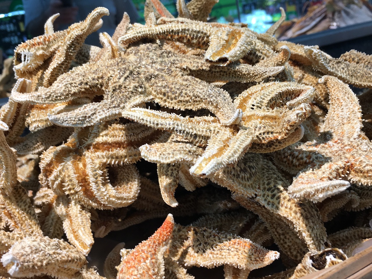 starfish  dried  food free photo