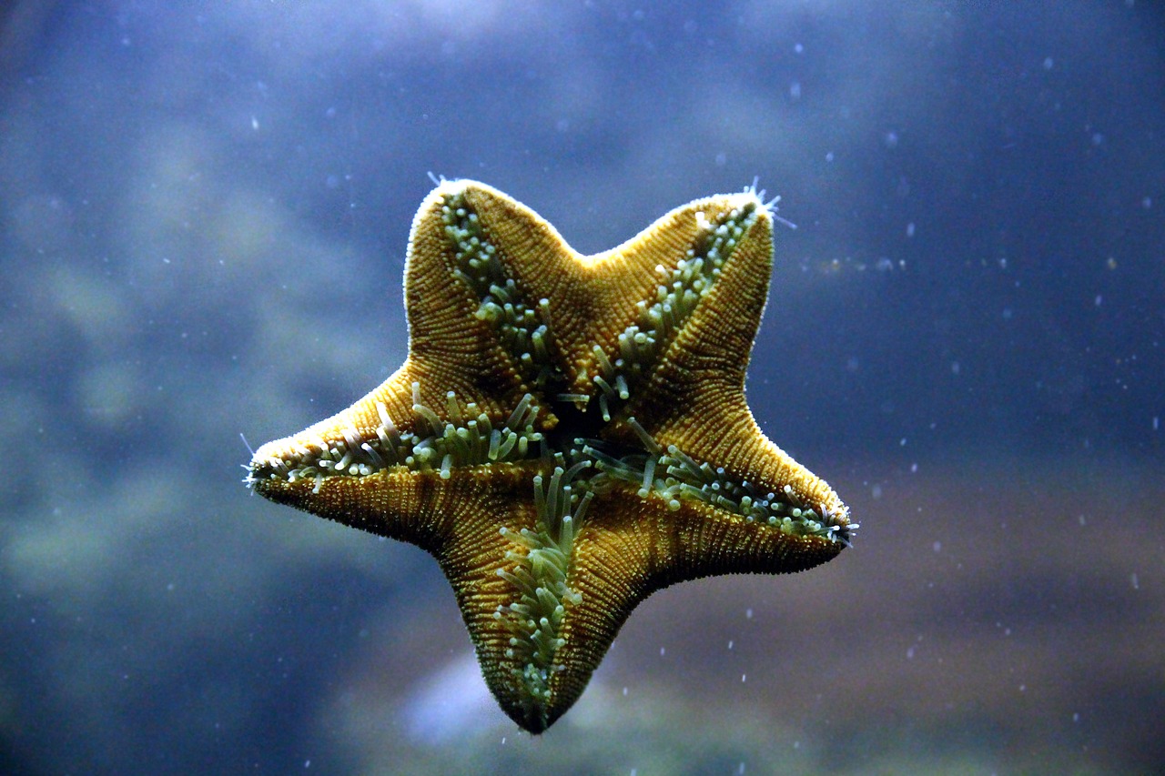 starfish  inside  legs free photo