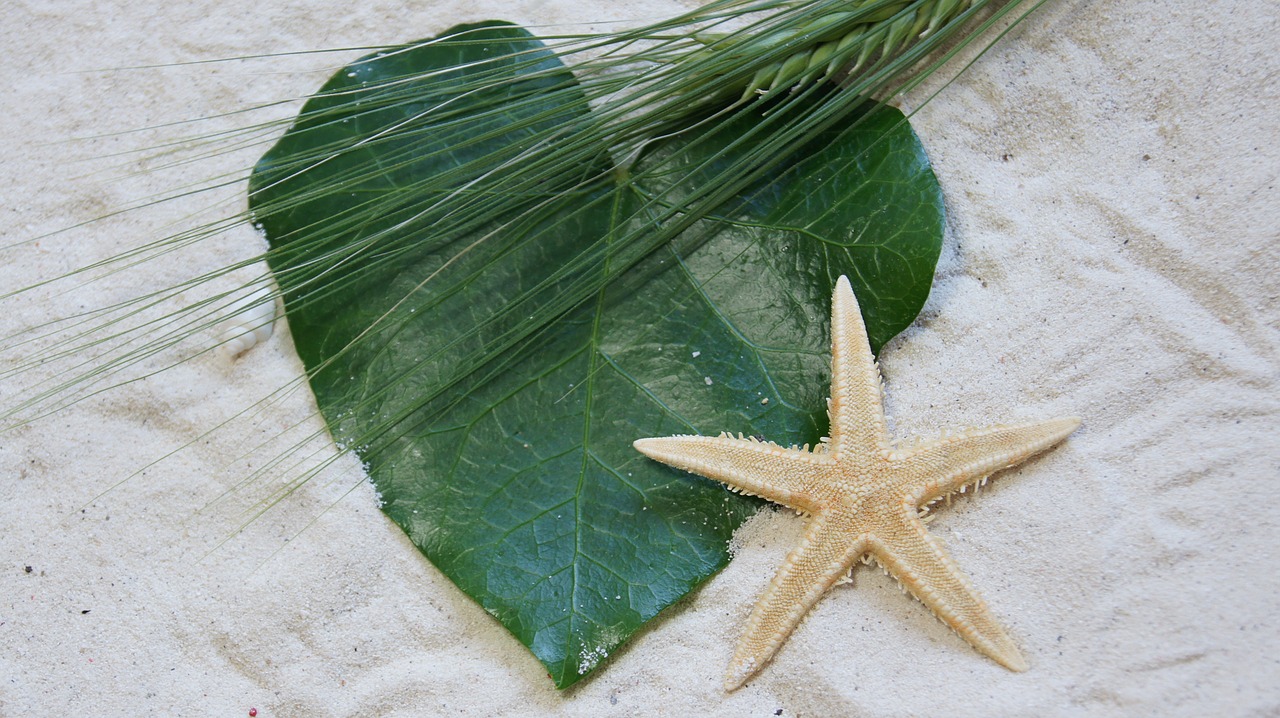 starfish  leaf  nature free photo