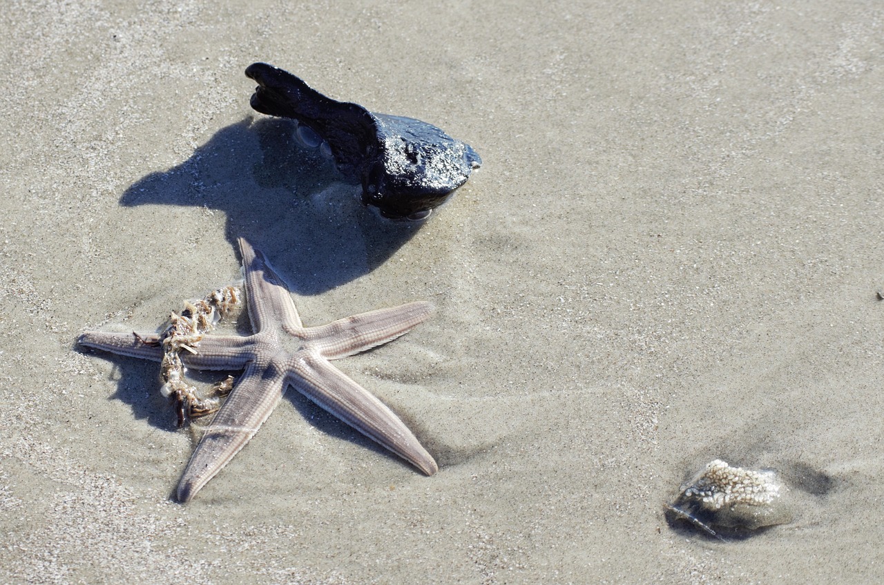 starfish  shells  beach free photo