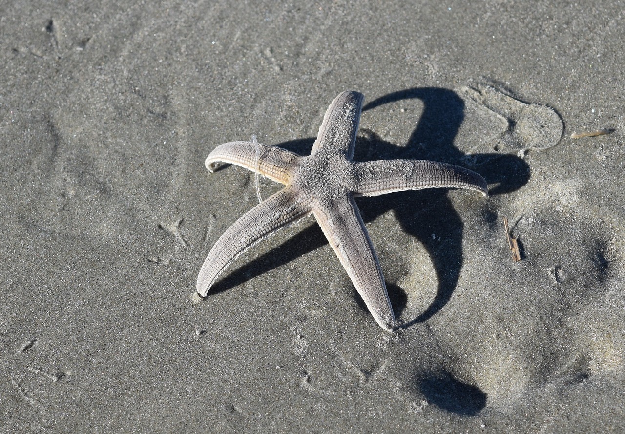 starfish  beach  sand free photo