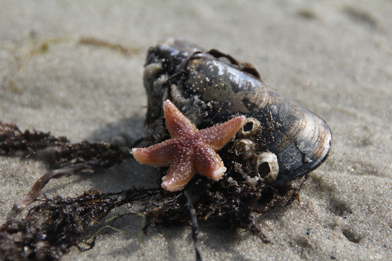 starfish  shell  tang free photo