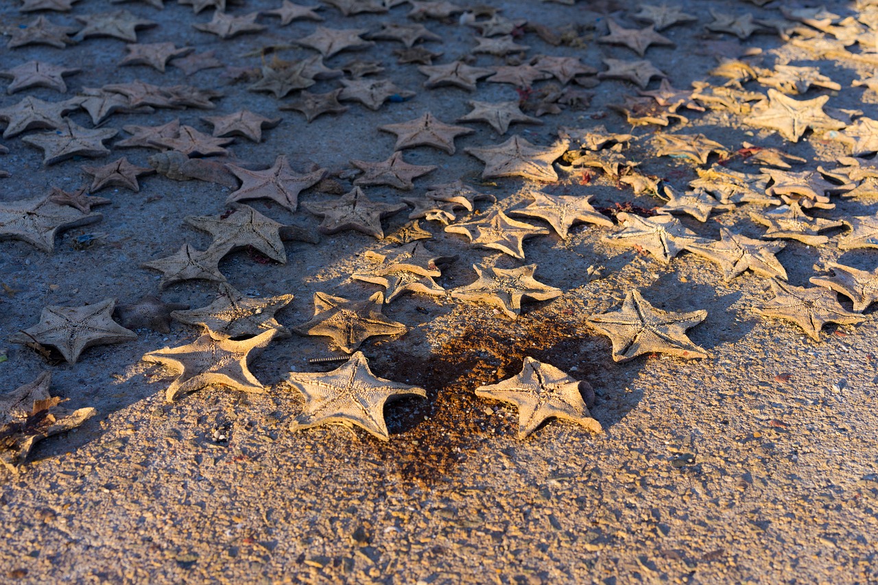 starfish  port  dried free photo