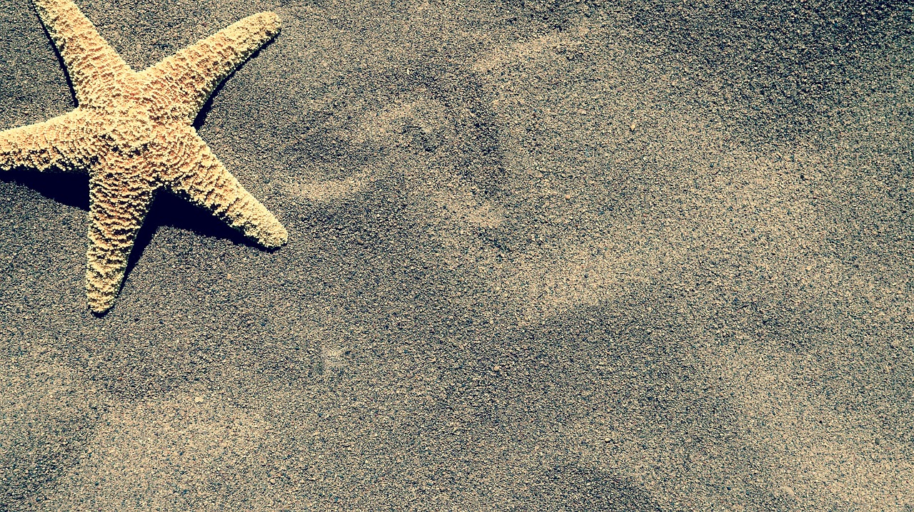 starfish  sand  beach free photo