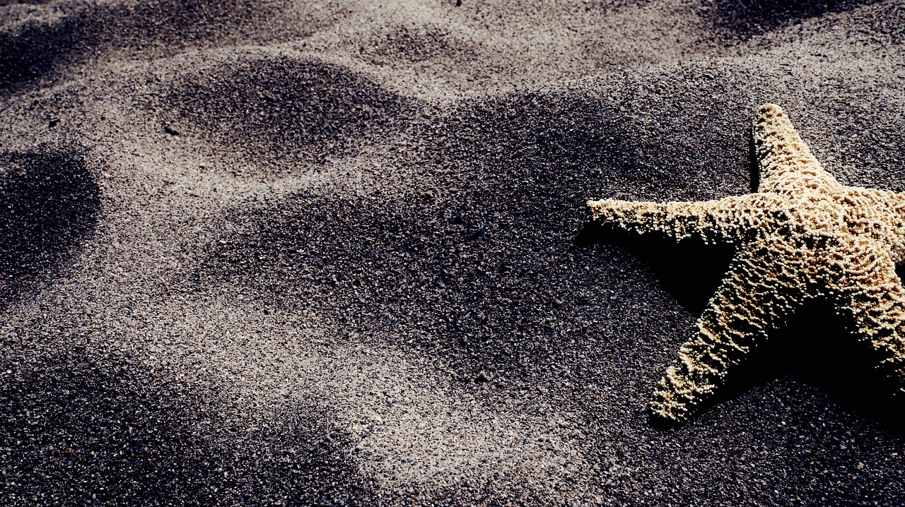 starfish  sand  beach free photo