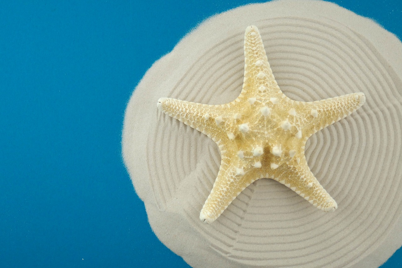 starfish  star  sea free photo