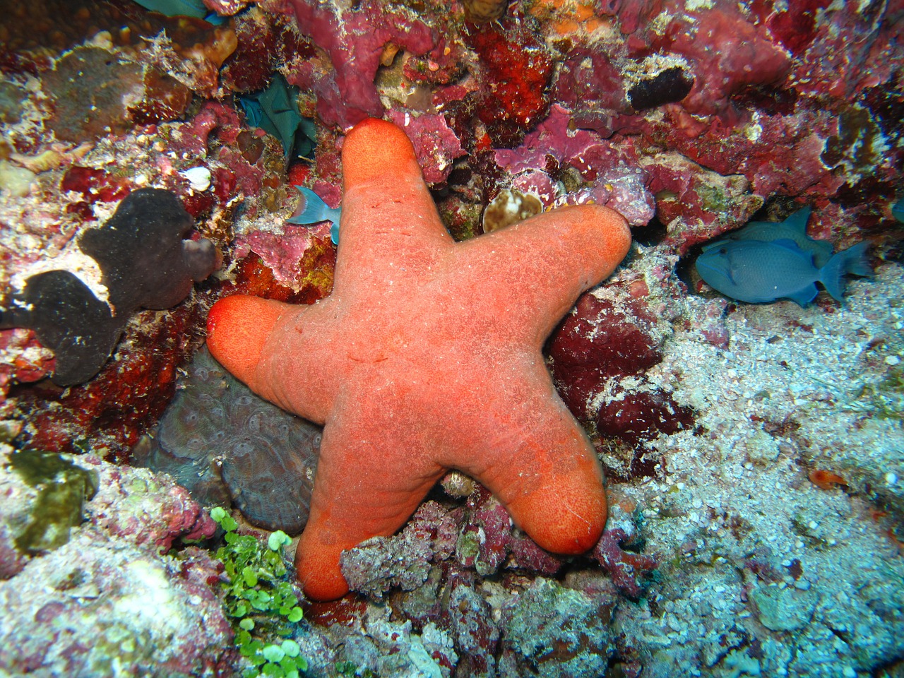 starfish corals maldives free photo