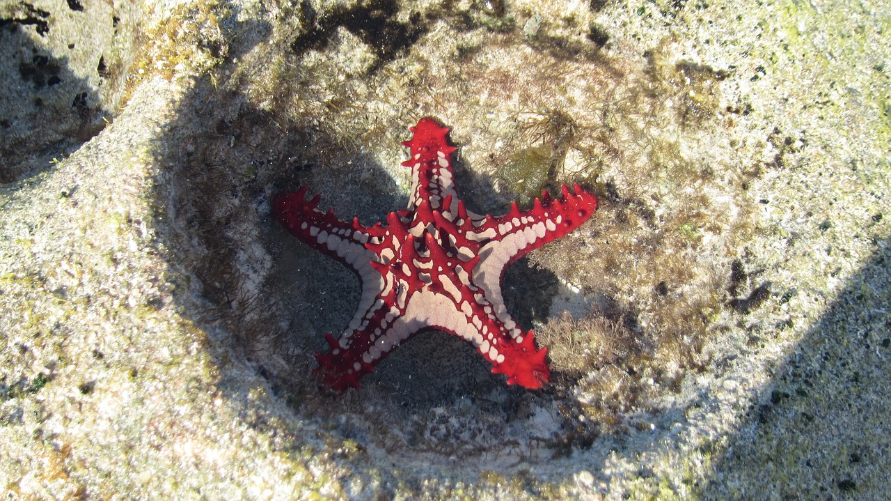 starfish mar red free photo