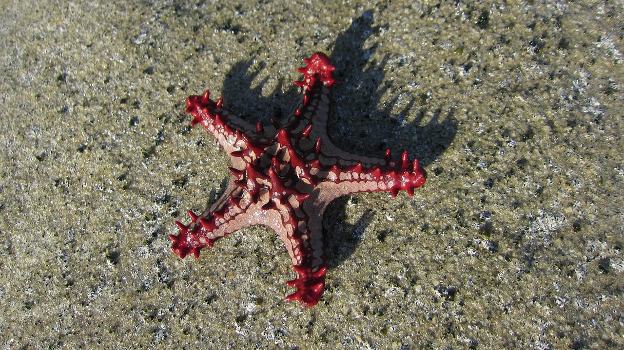 starfish mar nature free photo