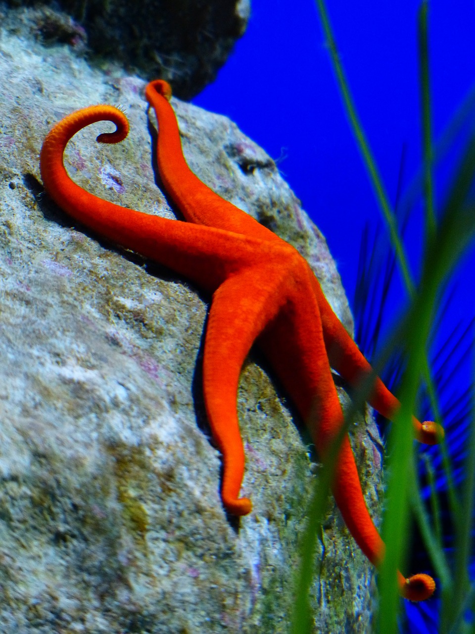 starfish red red starfish free photo